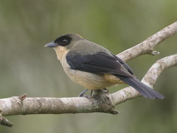Zwartbriltangare (Trichothraupis melanops)